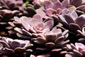 マッチングアプリを利用した40代の再婚活成功の秘訣は？
